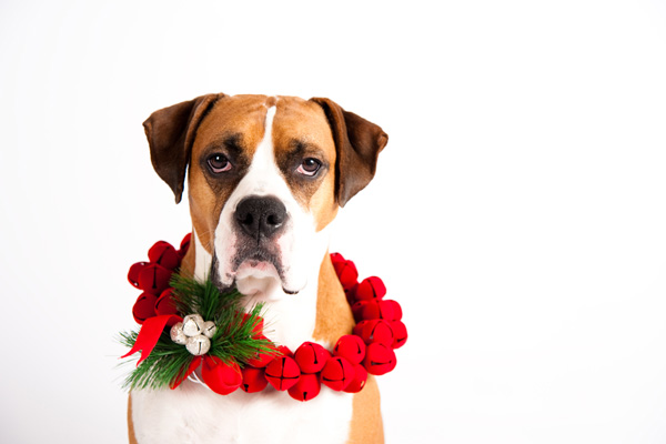 WOOFipedia Holiday Decorating Tips